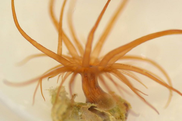 Aquarium "weed" anemone